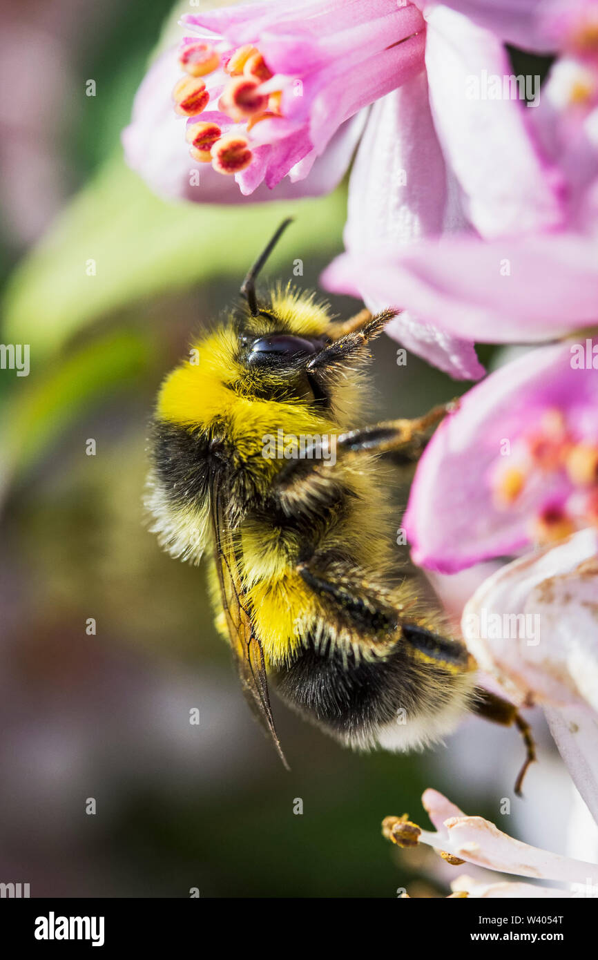 Hummel auf Blume Stockfoto