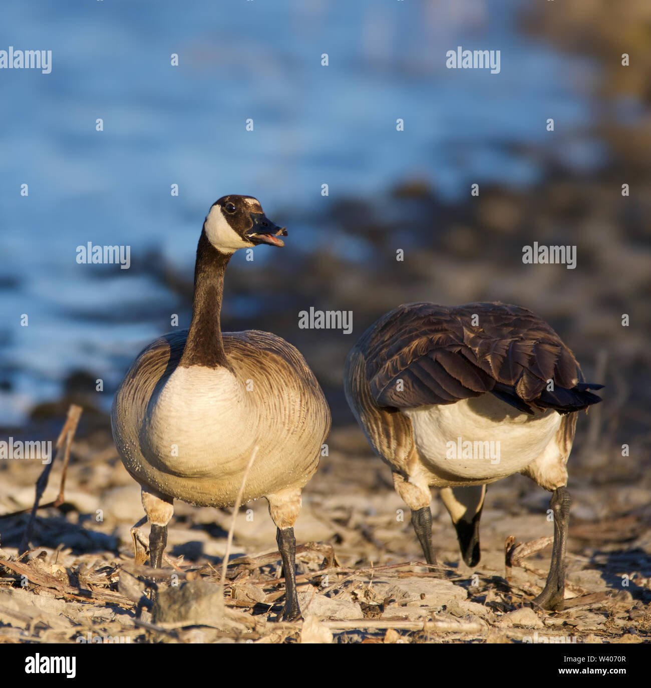 Zwei Gänse am Seeufer Stockfoto