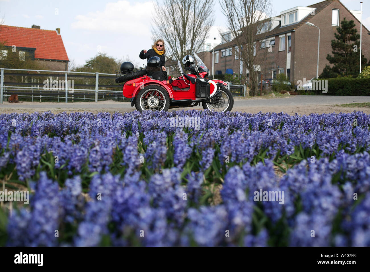 Ein Motorrad Tour Guide erklärt die Tulpenfelder in Holland. Stockfoto