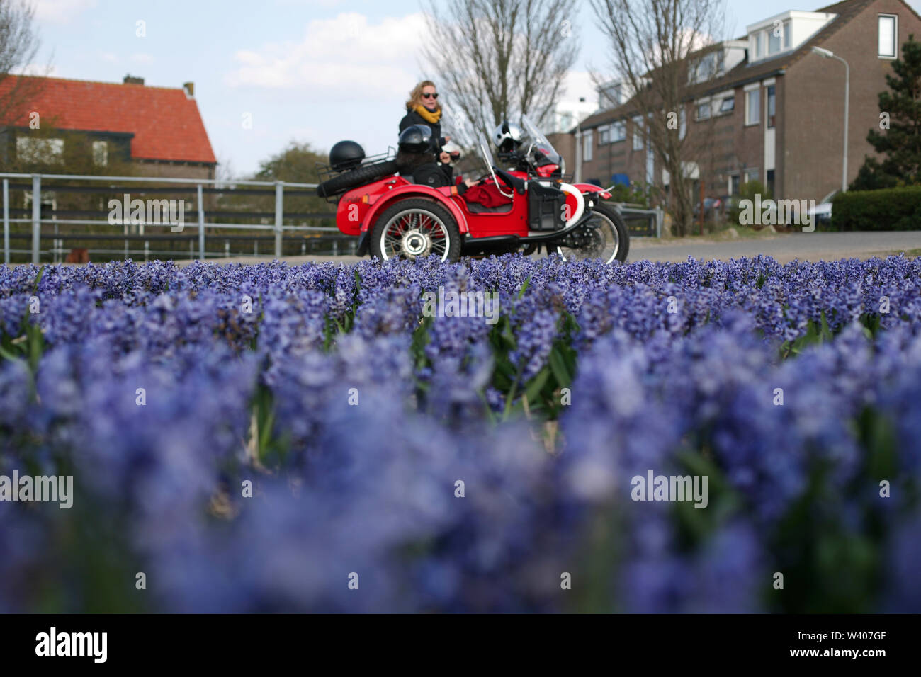 Eine blonde Frau, die eine Motorrad Tour durch die Tulpen in Holland Stockfoto