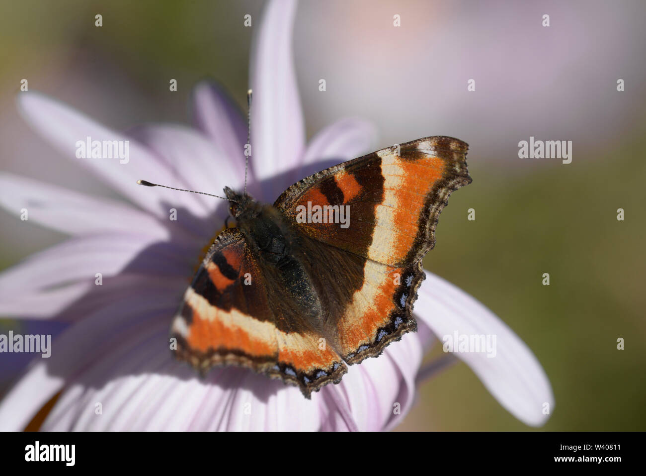 Nahaufnahme von Schildpatt ist ein milbert Schmetterling auf einer Blume. Stockfoto