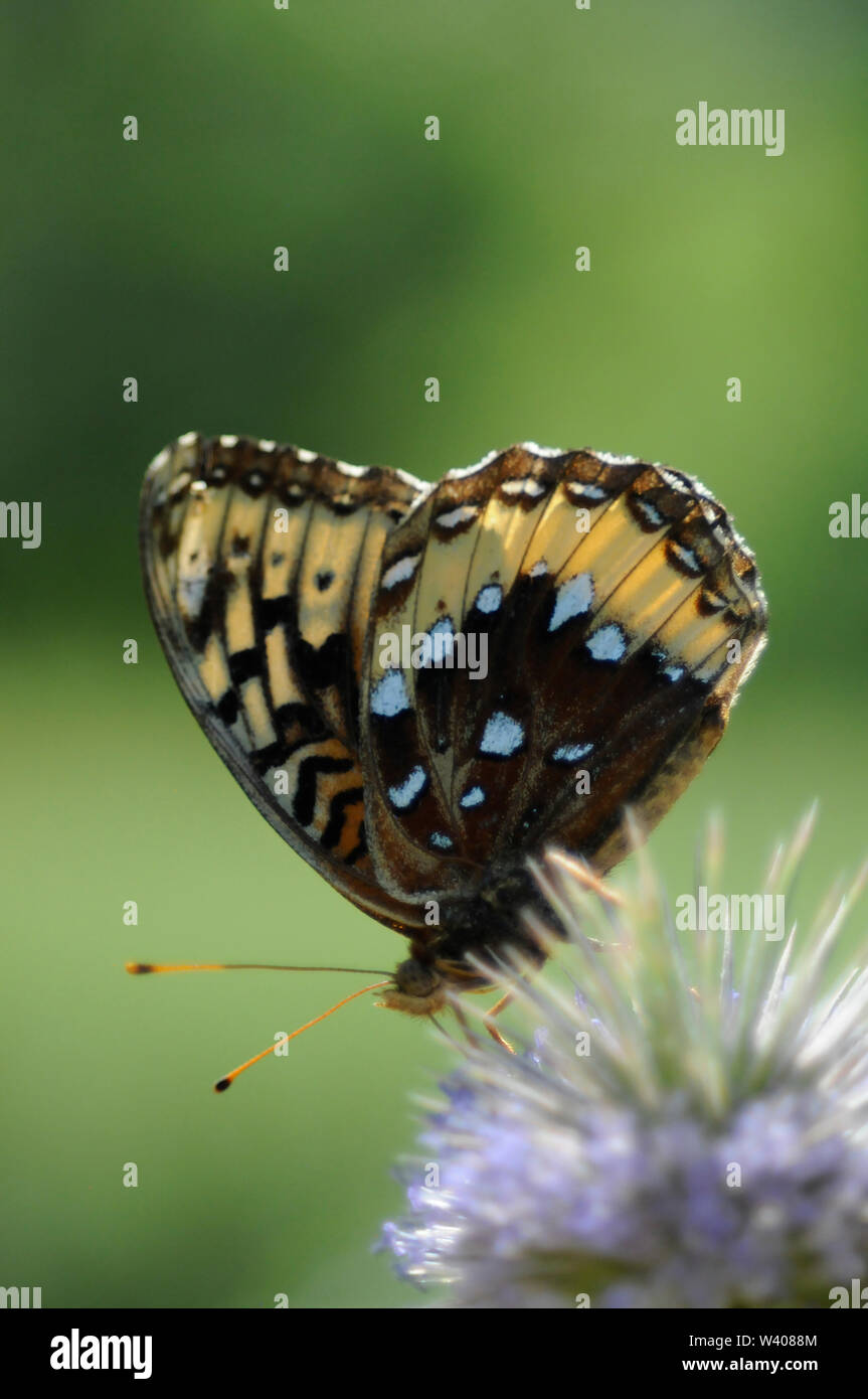 Mehr Fritillary erhält Nektar von einer Distel. Stockfoto