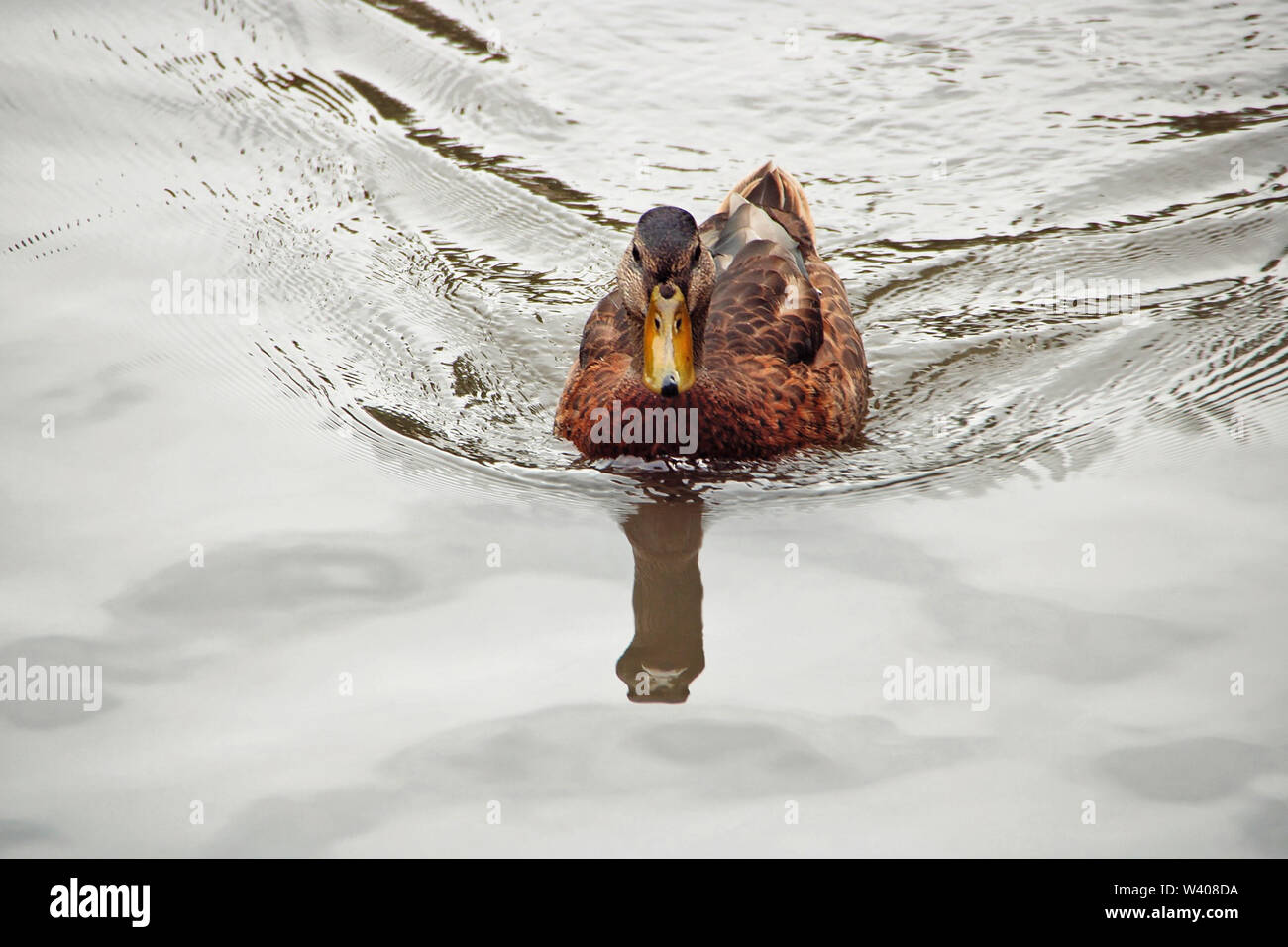 Braun Ente unten schwimmen den Fluss. Stockfoto