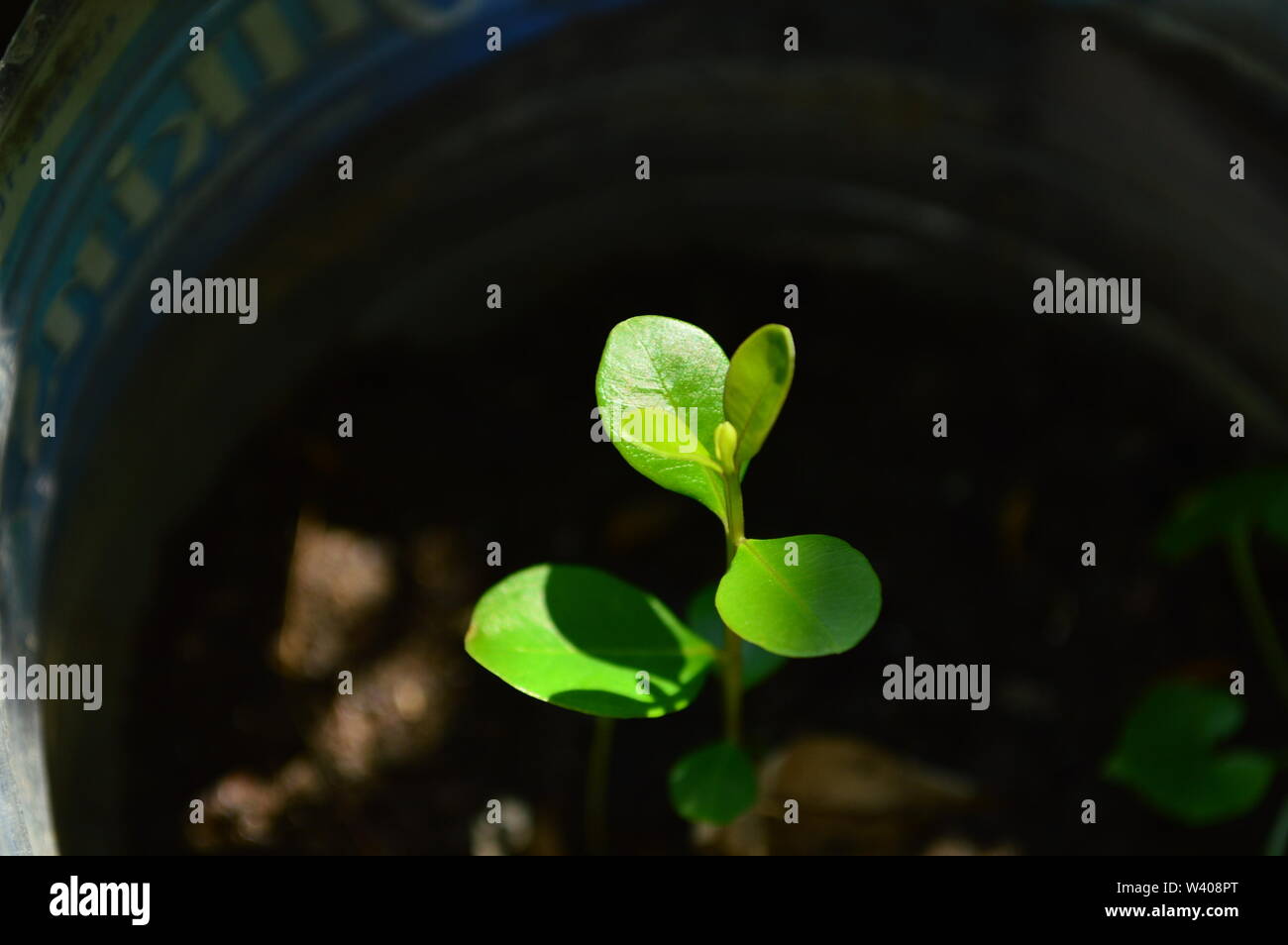 Sämling auf recycelten Pot. keinen Platz, Bäume zu pflanzen. Natur. aufwachsen. Stockfoto