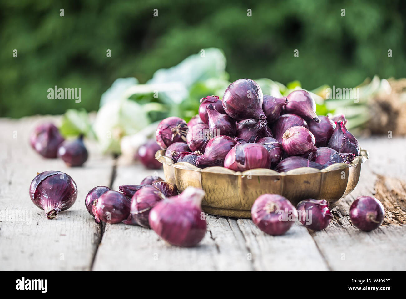 Rote Zwiebel in Bronze Schüssel auf Garten Tisch. Close-up Frische gesunde Gemüse Stockfoto