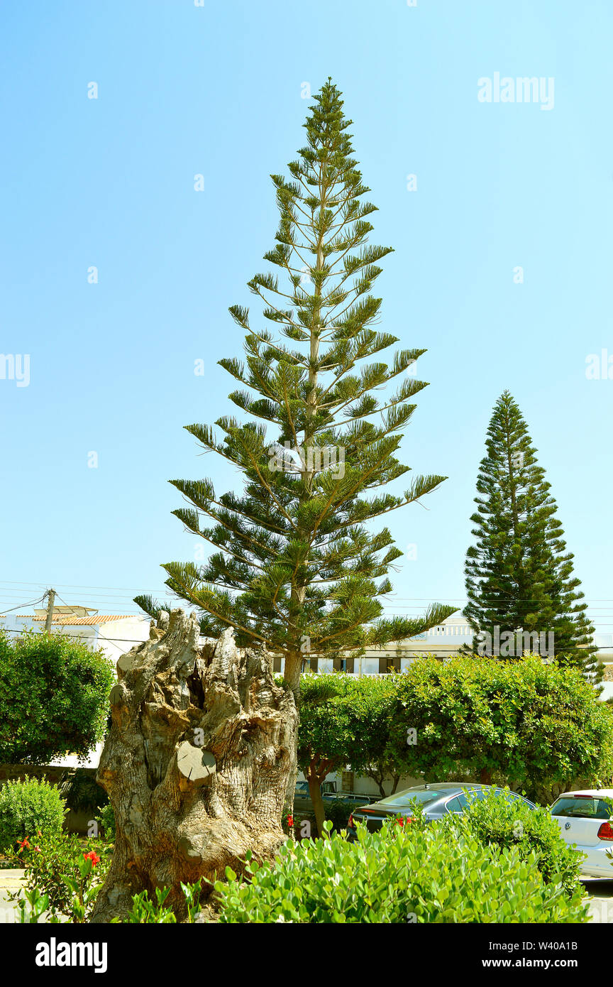 Norfolk Island Pine lateinischer Name Araucaria heterophylla 'hastata ' Stockfoto