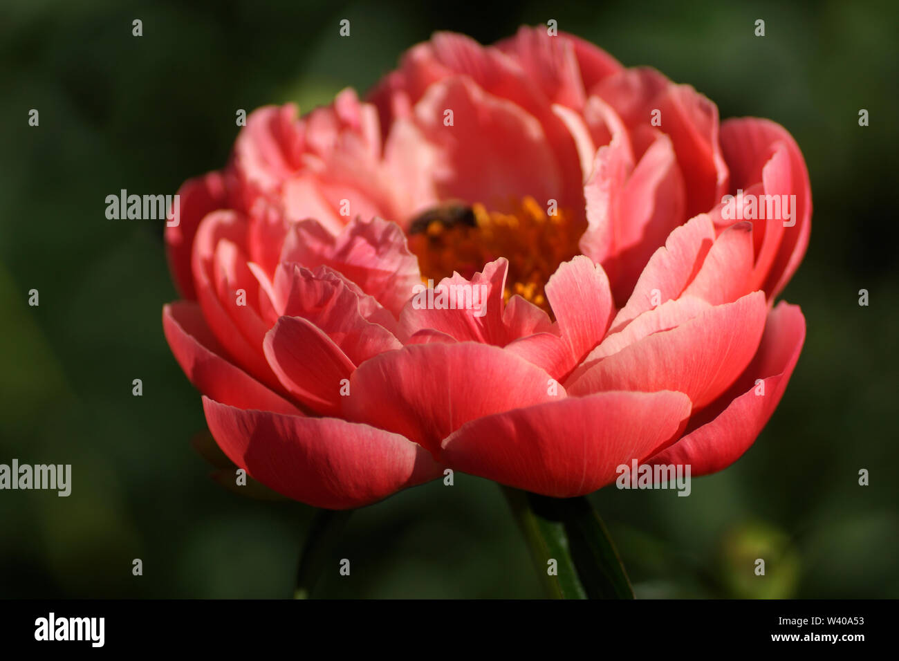 Pfingstrose Coral Charme. Semi-doppelzimmer rosa Pfingstrose. Paeonia lactiflora (Chinesische Pfingstrose oder gemeinsamen Garten Päonie) Stockfoto