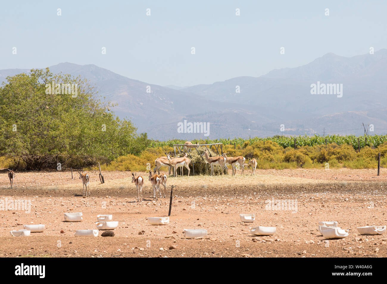 Herde von springbok in einem paddock auf einem Bauernhof, Western Cape, Südafrika versammelt um eine Zuführung mit trockenem Heu.. Landwirtschaft mit Antilopen, Buck Stockfoto