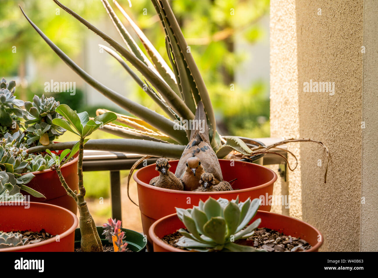 Ein paar Tauben, ein Nest in einem leeren Blumentopf auf dem Balkon und nun haben wir zwei Küken. Stockfoto