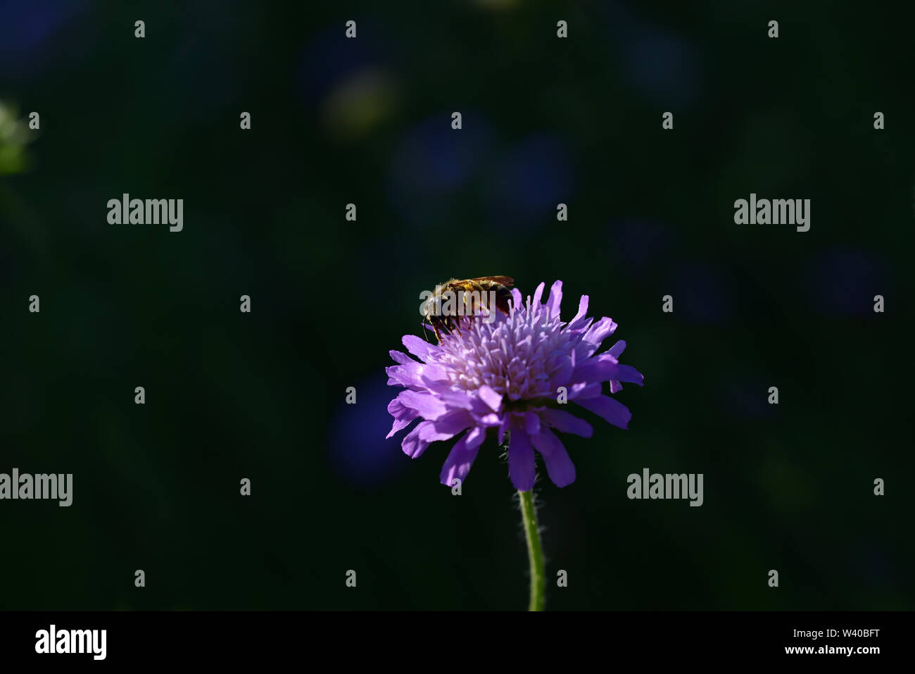 Dunkler Hintergrund und Text Feld mit einem kleinen lila wilde Wiese Blume, auf dem eine Biene sitzt Stockfoto