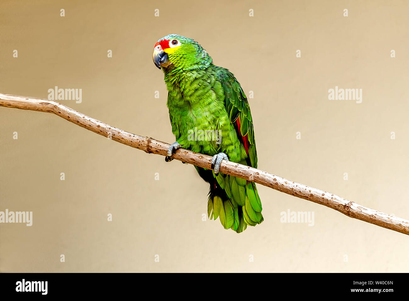 Papagei red-throated Amazon, close-up Stockfoto