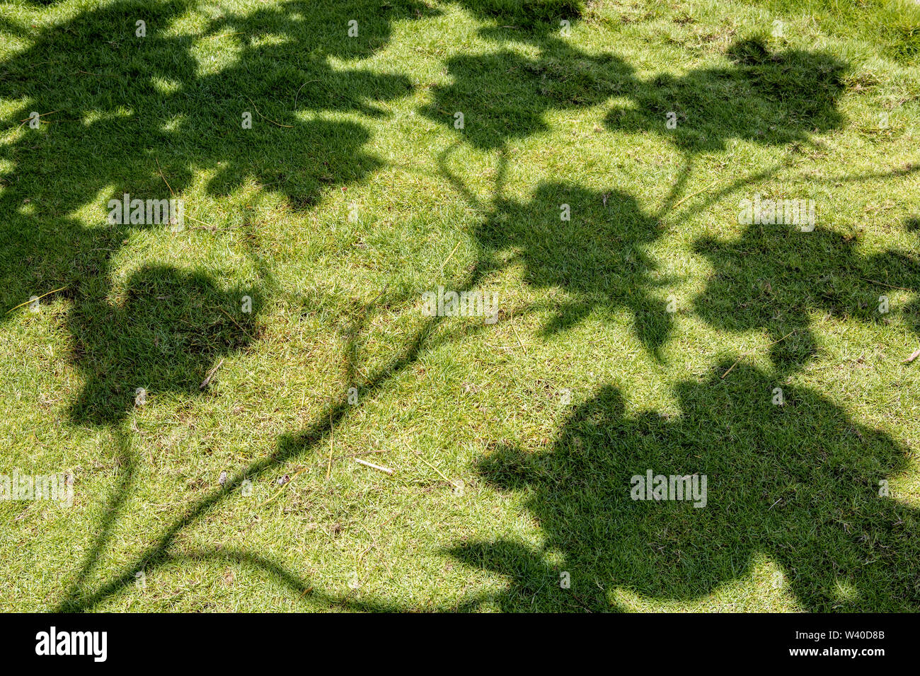 Schatten der Blätter auf dem grünen Rasen Stockfoto