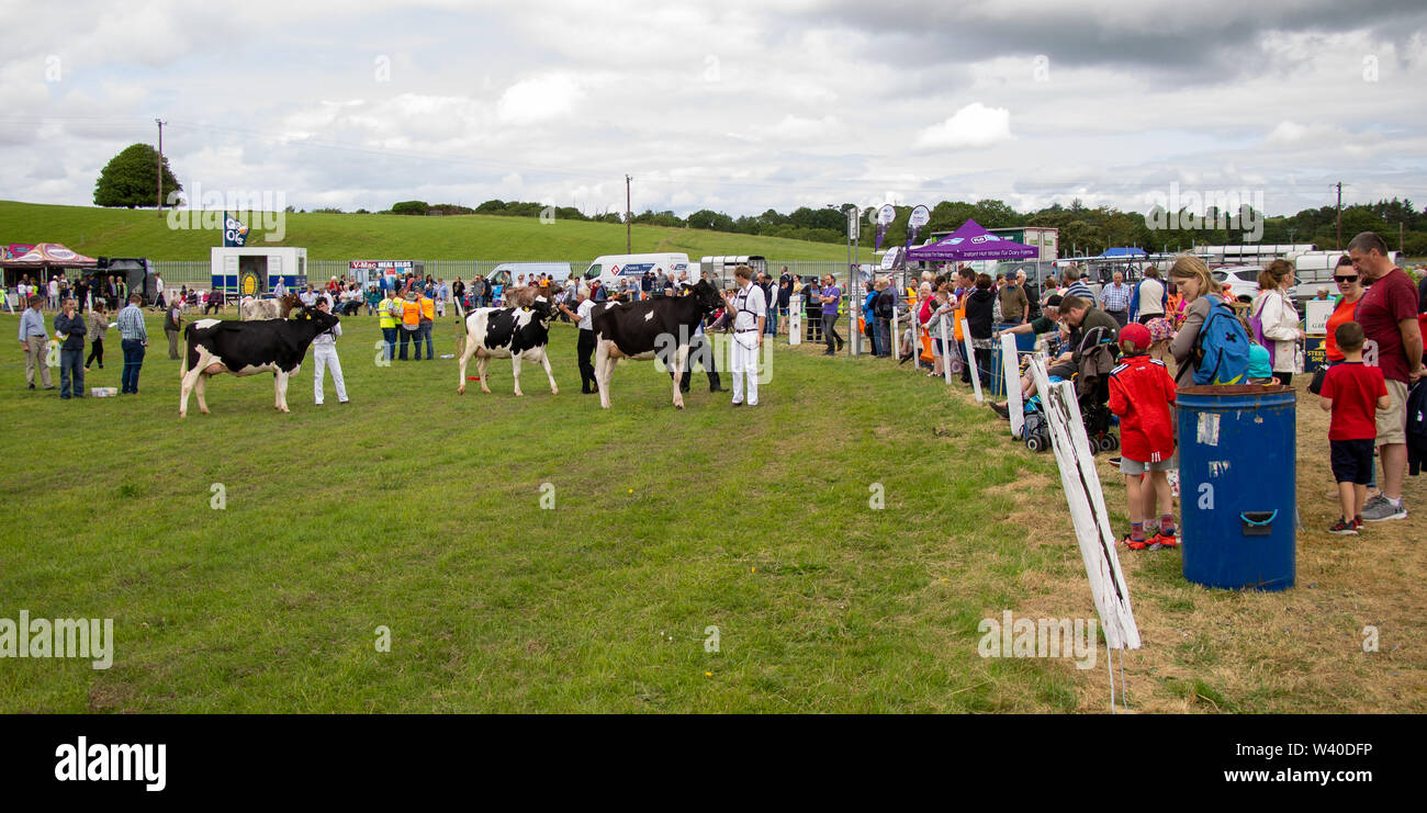Übersicht Rinder auf einer landwirtschaftlichen Ausstellung in Irland Stockfoto