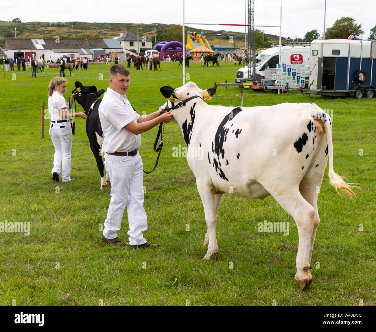 Übersicht Rinder auf einer landwirtschaftlichen Ausstellung in Irland Stockfoto