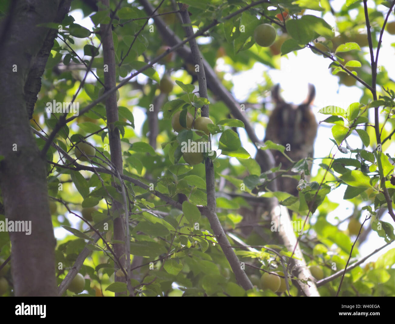 Verschwommen - Owl (Asio otus, waldohreule) auf eine Pflaume - Baum, Asio Otus Stockfoto