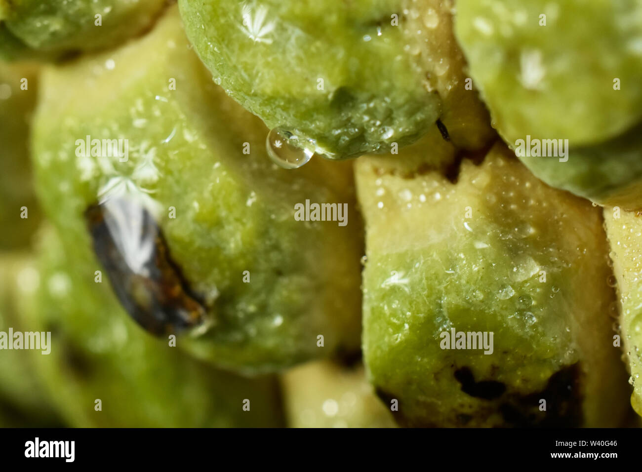 Exotische brasilianische Obst, wie bekannt als "Fruta Conde oder Fruta Pinha" tun. Wissenschaftlicher Name: Annona squamosa. Stockfoto