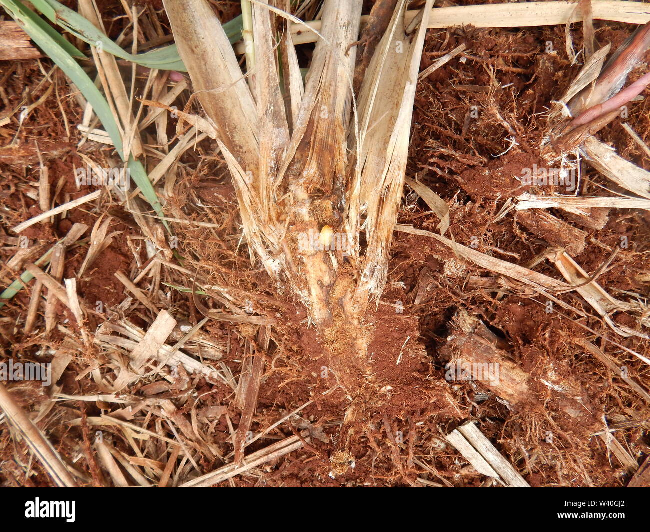 Zuckerrohr Pest, Insekt, bekannt als "Bicudo da Kana-de-acucar". Wissenschaftlicher Name: Sphenophorus Levis Stockfoto