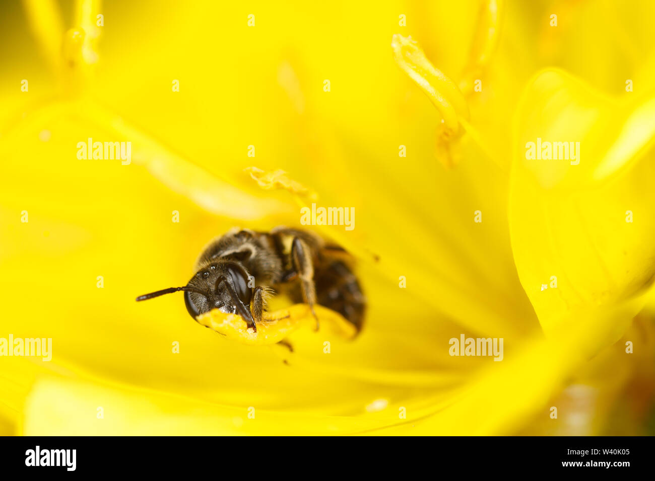 Ein Schweiß Biene sammelt Pollen eine gelbe Blume Stockfoto