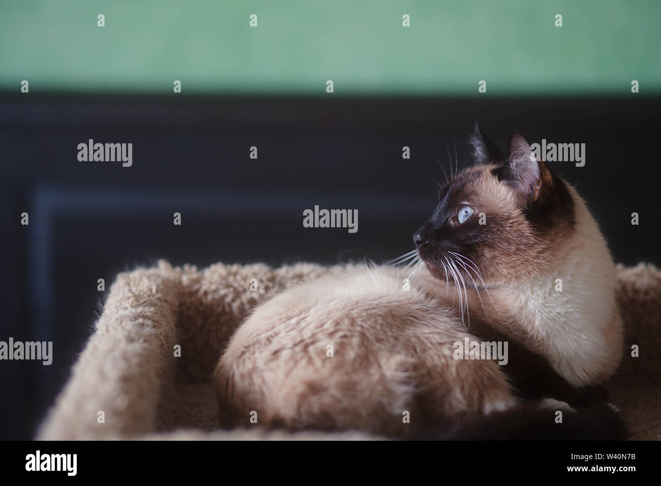 Junge Schokolade Punkt weiblichen Siamesische Katze, liegend auf einer Katze  Bett in einem Zimmer mit Türkis und schwarze Wand Stockfotografie - Alamy