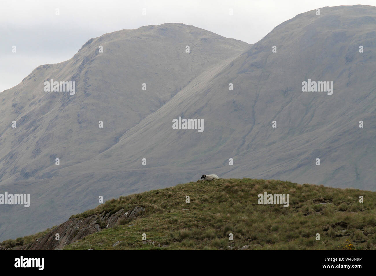 Ein Schaf liegend Beweidung in rauen Weide auf einem Hügel im Westen von Irland mit dem Sheeffry Hills im Hintergrund. Stockfoto