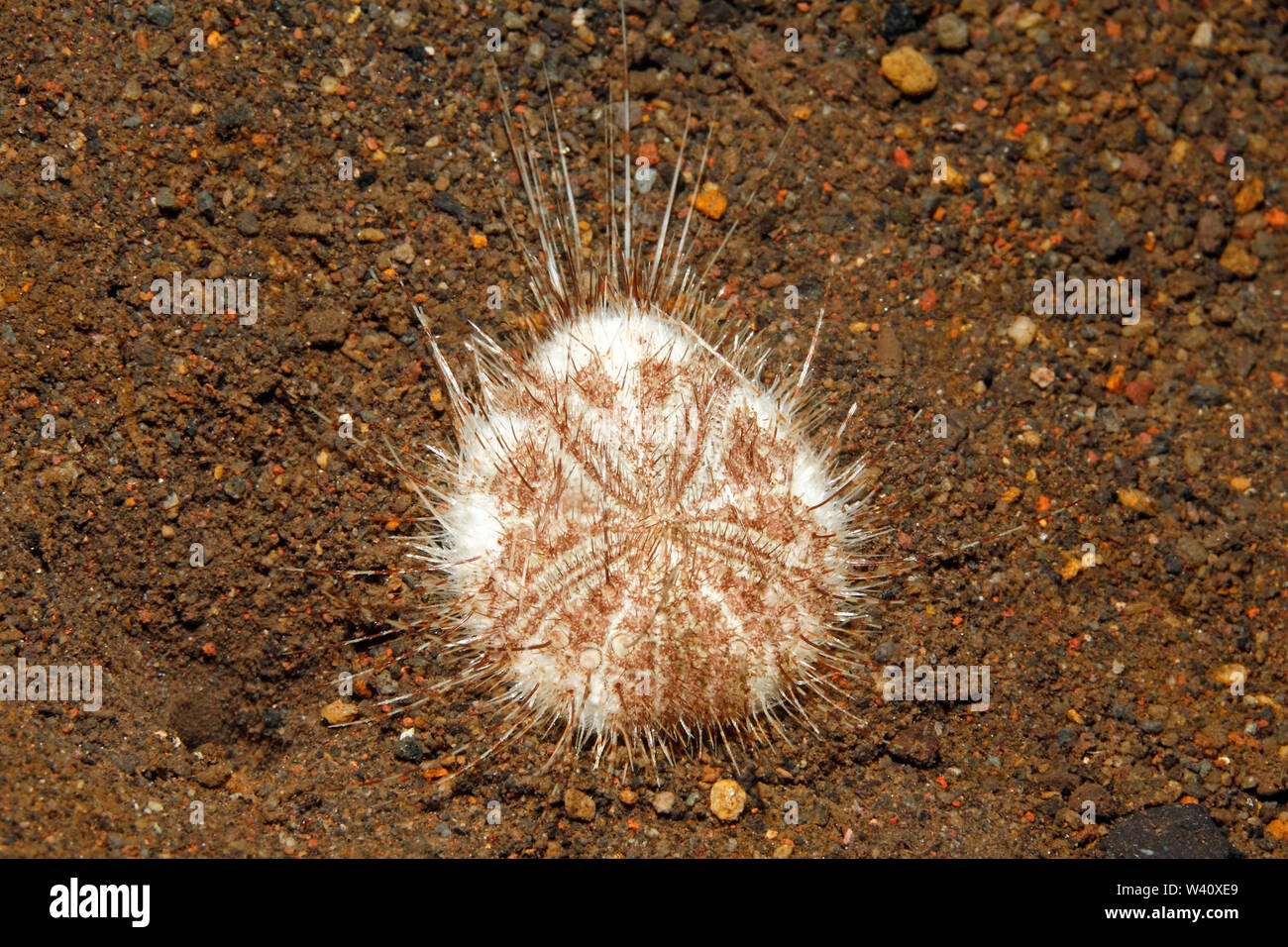 Longspine Urchin, Maretia planulata Herz. Auch als offenem Herzen Urchin bekannt. Tulamben, Bali, Indonesien. Bali Sea, Indischer Ozean Stockfoto