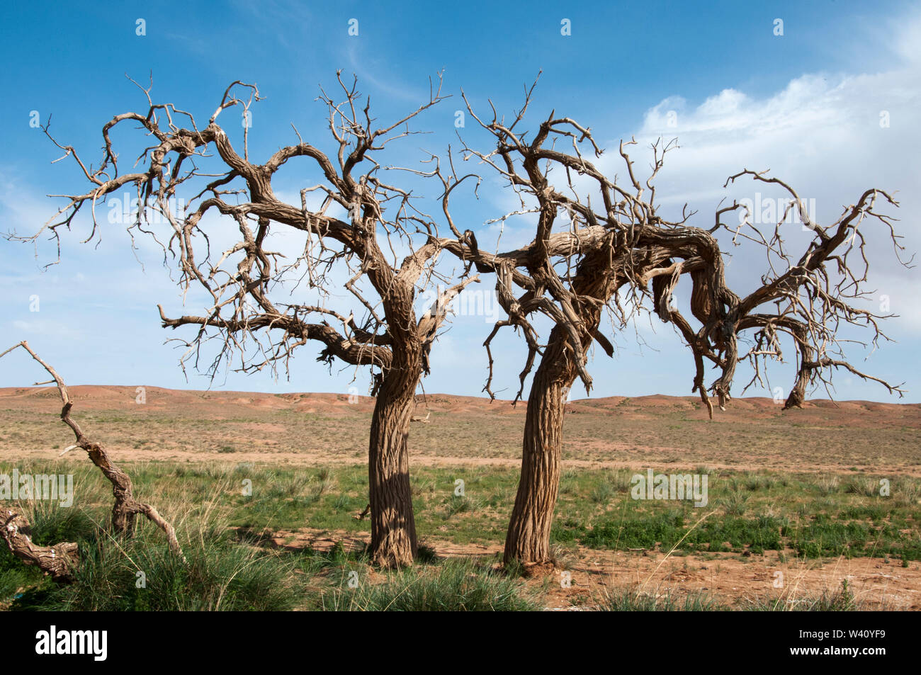 Tot sibirische Ulmen Kampf ums Überleben an einem Wasserlauf in der Wüste Gobi, Mongolei Stockfoto