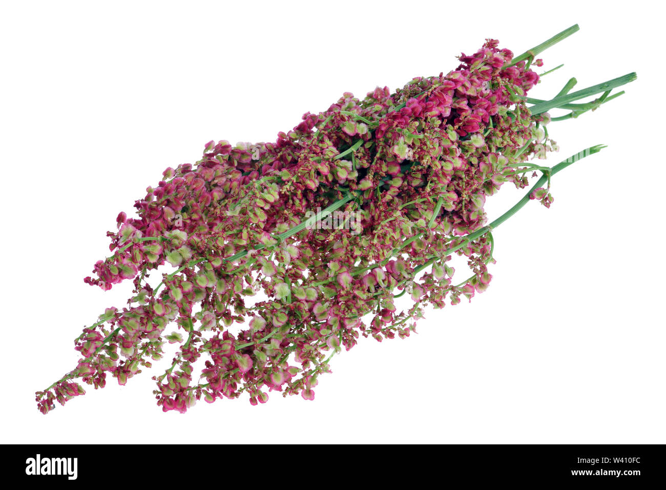 Bündel garten Sauerampfer bush Blüten und Samen auf Zweigen. Auf weissem studio Makroaufnahme isoliert Stockfoto