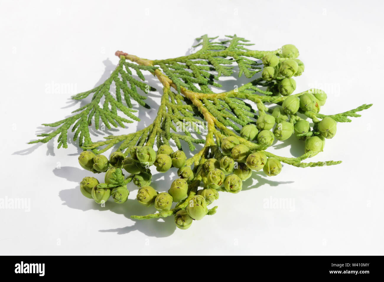 thuja wurzelware Thuja Smaragd kaufen