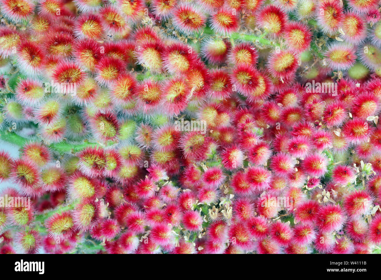 Rote scharfe Sommer Blumen Garten dekorative Strauch - giftige Sumac. Studio Makro Hintergrund Stockfoto
