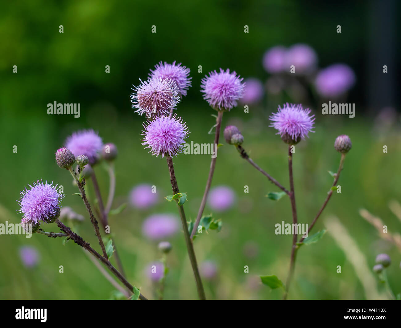 Lila Kugel wild wachsenden Blumen im Wald blurry Natur Hintergrund Stockfoto