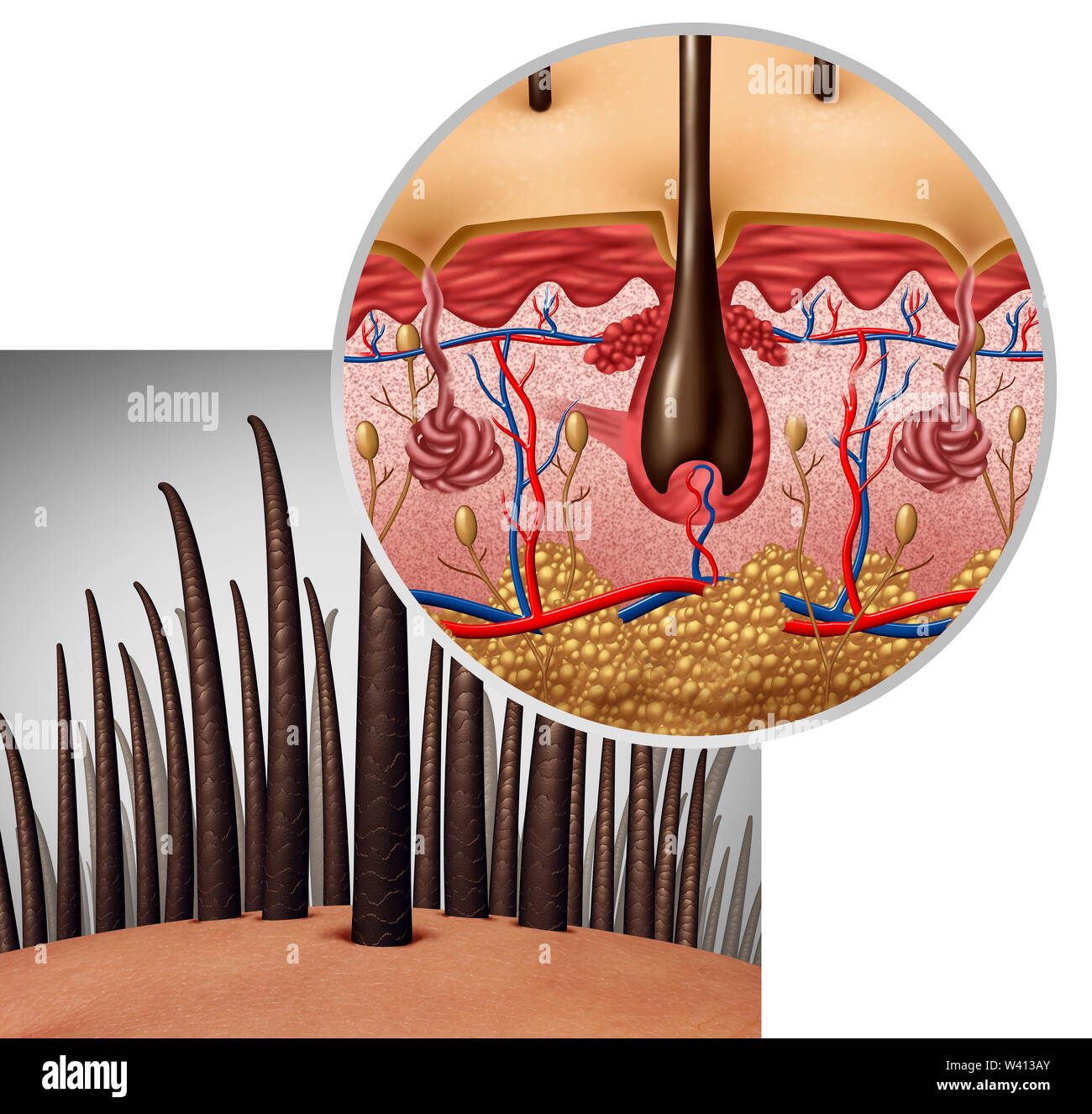 Haarfollikel Anatomie Diagramm Dermatologie medizinisches Konzept als menschliche Haare mit einer Welle, die sich aus der Kopfhaut als 3D-Darstellung. Stockfoto