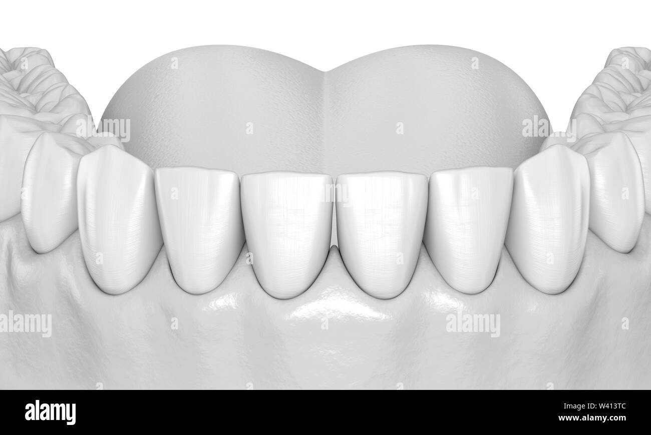 Mandibuläre menschlichen Zahnfleisch und Zähne Anatomie. Medizinisch genaue Zahn 3D-Darstellung Stockfoto