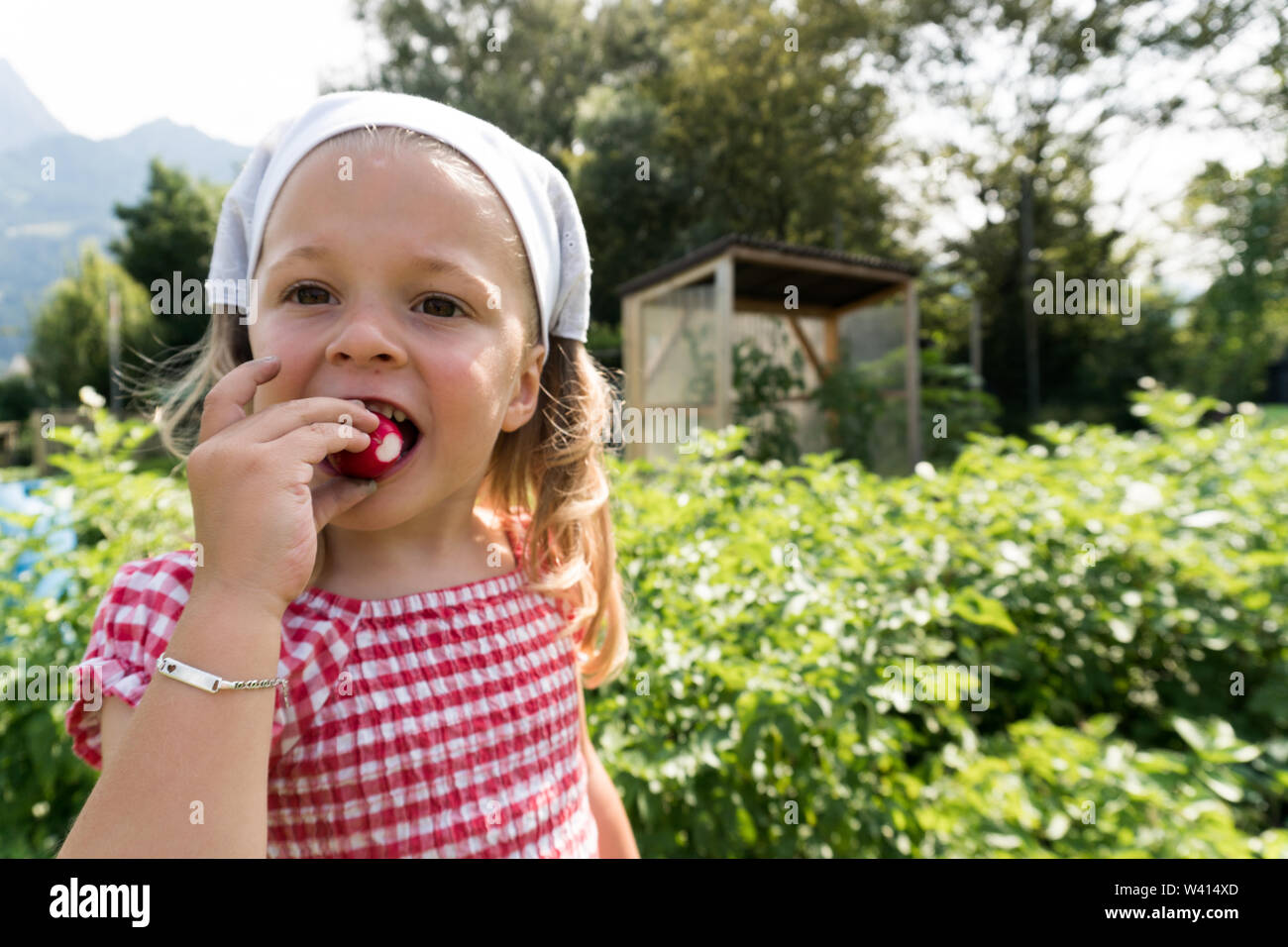 Junge Pre-school Mädchen isst ein radieschen sie gerade in Ihrem Gemüsegarten geerntet Stockfoto
