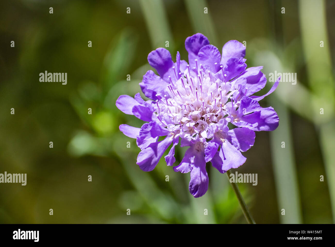 Nahaufnahme von nadelkissen Blume (scabiosa Kolumbarien) auf einem dunklen Hintergrund Stockfoto