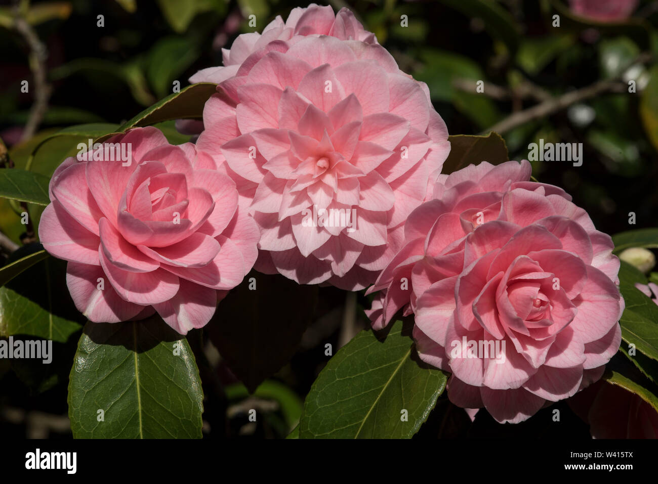 Camellia japonica. Rose des Winters. Es gibt 100 - 300 beschriebenen Arten und 3000 Hybriden von der eleganten Kamelie. Stockfoto