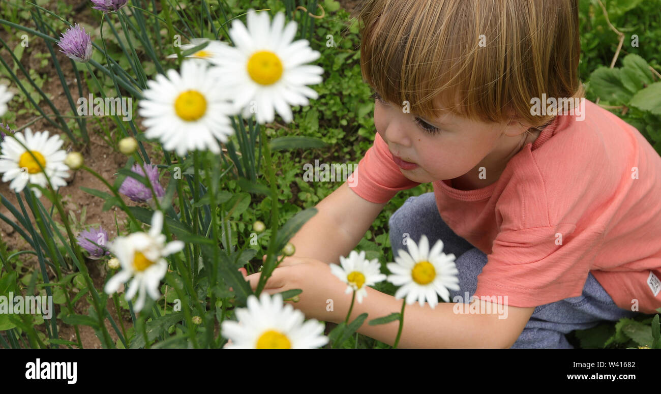 Kleinkind Kommissionierung Gänseblümchen im Garten Stockfoto