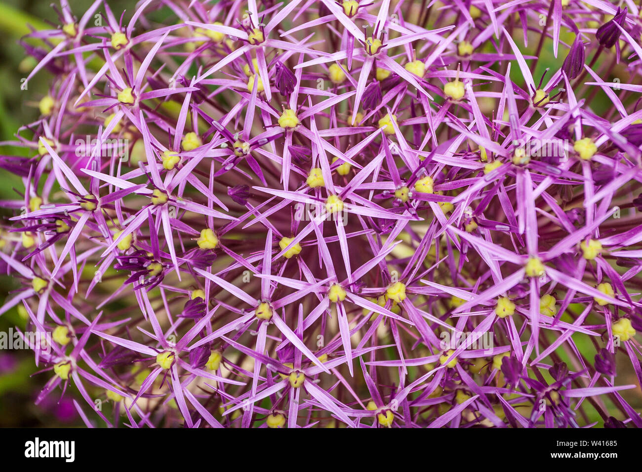 Galtonia candicans - Star in Persien. Die Familie von Speisezwiebeln, Schalotten, Knoblauch und Zierpflanzen Alliums. Über 700 Sorten. Stockfoto