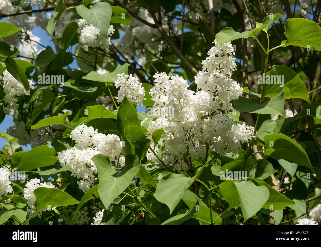 Weißer Flieder (Syringa vulgaris) mit großen blütenrispen Blumen. Kleine Bäume, bis zu 10 Meter. Toll für die Anziehung von Schmetterlingen und Bienen. Stockfoto