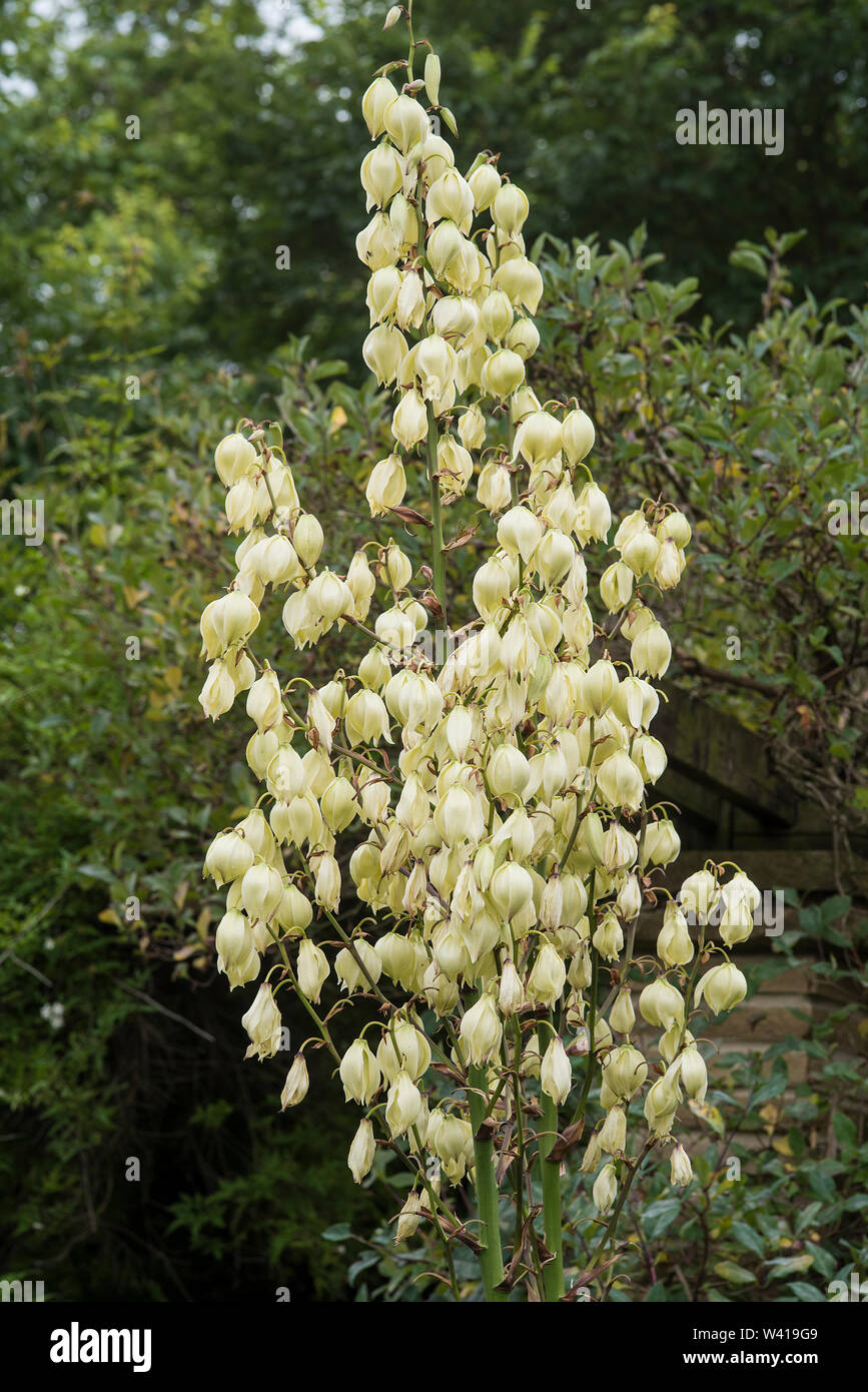 Weiße Laterne - geformte Blüten Yucca gloriosa. Stockfoto