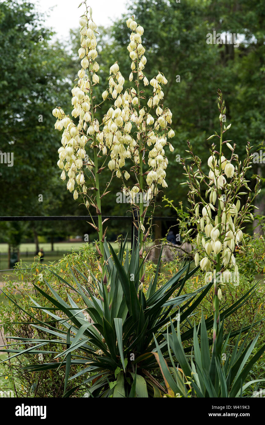 Weiße Laterne - geformte Blüten Yucca gloriosa. Stockfoto