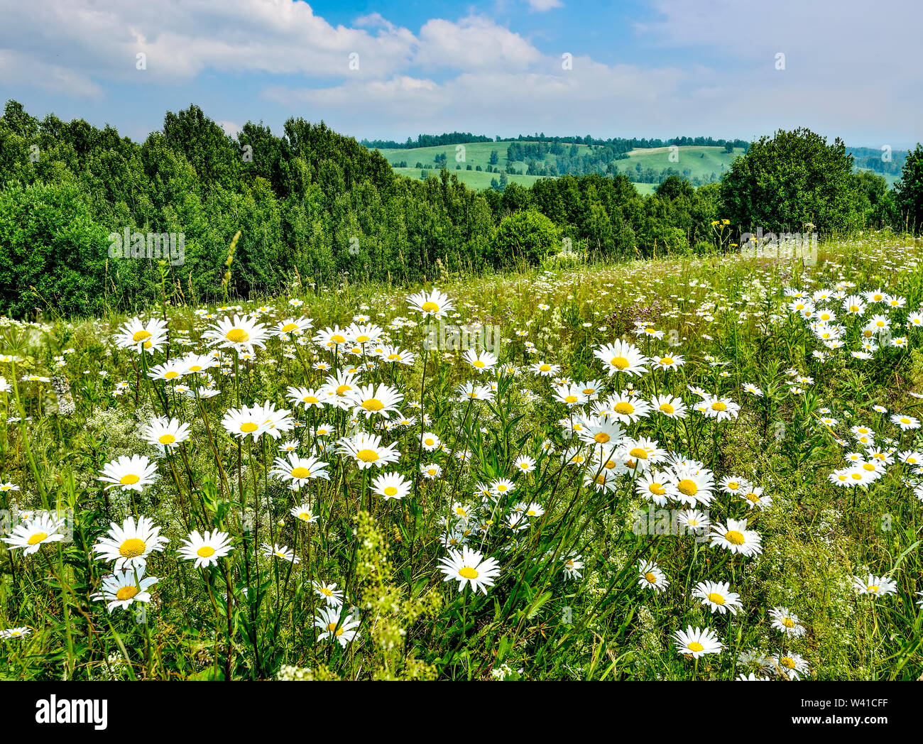 Malerische Sommer Landschaft mit blühenden weißen Gänseblümchen auf dem Gipfel des Berges auf einen blauen Himmel mit Wolken Hintergrund am sonnigen warmen Wetter. Sommerzeit Stockfoto