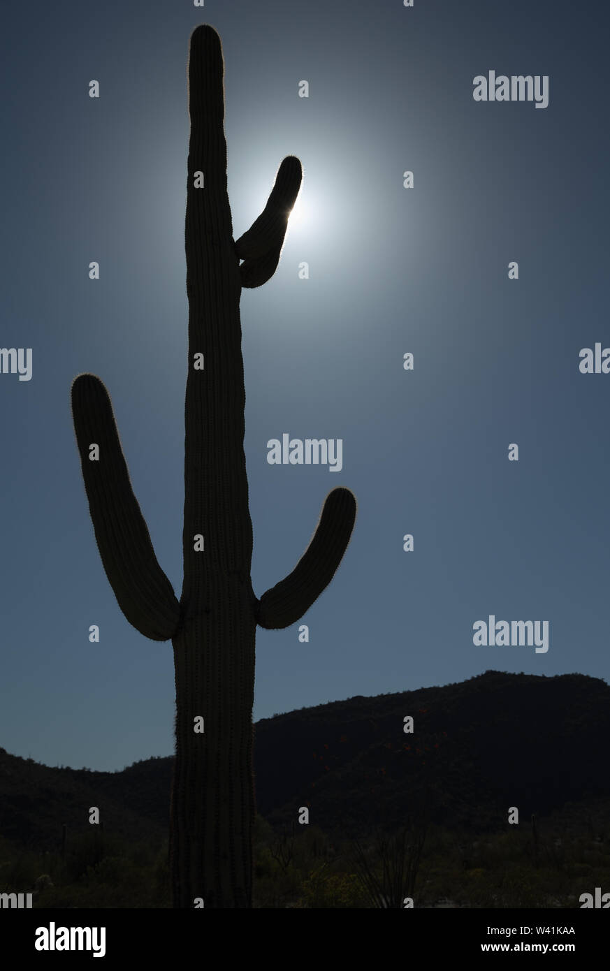 Eine Silhouette von Carnegjea gigantea, auch genannt Saguaro ist eine baumartige (Baumstruktur) Arten, die wachsen kann über 40 Meter hoch, in der Sonora Wüste, USA. Stockfoto