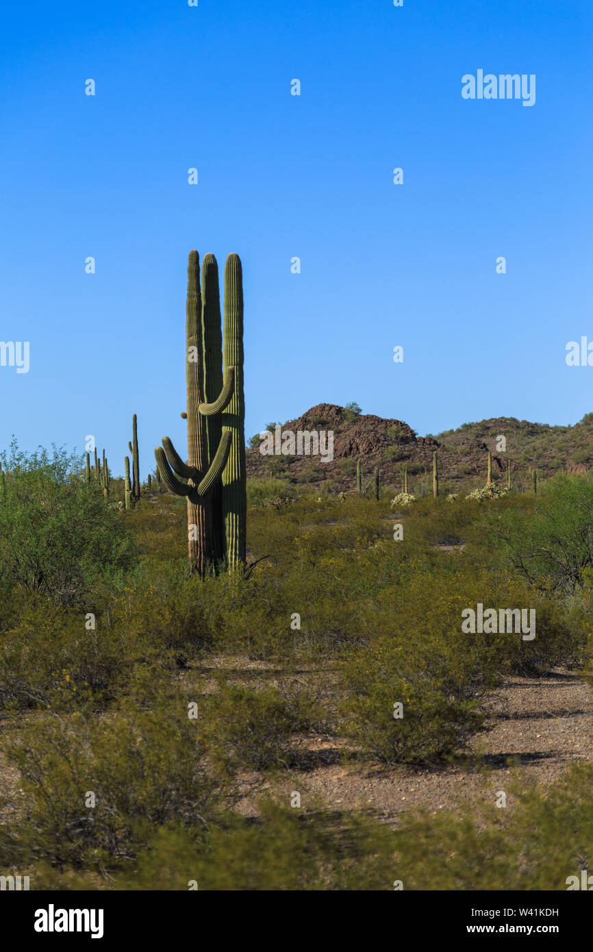 Carnegjea gigantea, auch genannt Saguaro ist eine baumartige (Baumstruktur) cactus Arten, die wachsen kann über 40 Meter hoch, in der Sonora Wüste, Arizona, USA. Stockfoto