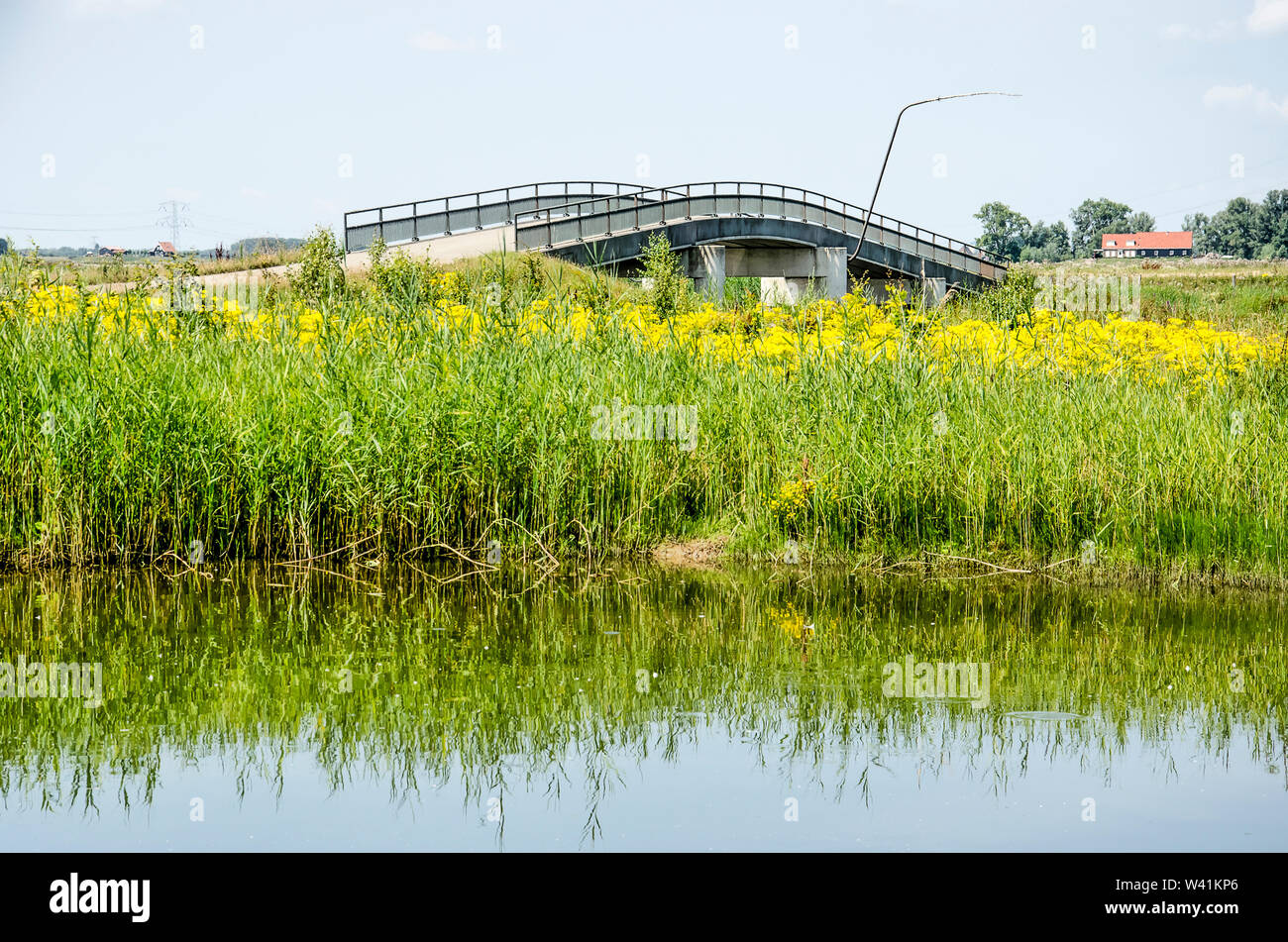 Schilf, Gräser und gelbe Wildblumen am Ufer eines Baches in der Noordwaard Abschnitt der Biesbosch Nationalpark in den Niederlanden mit einem konkreten p Stockfoto