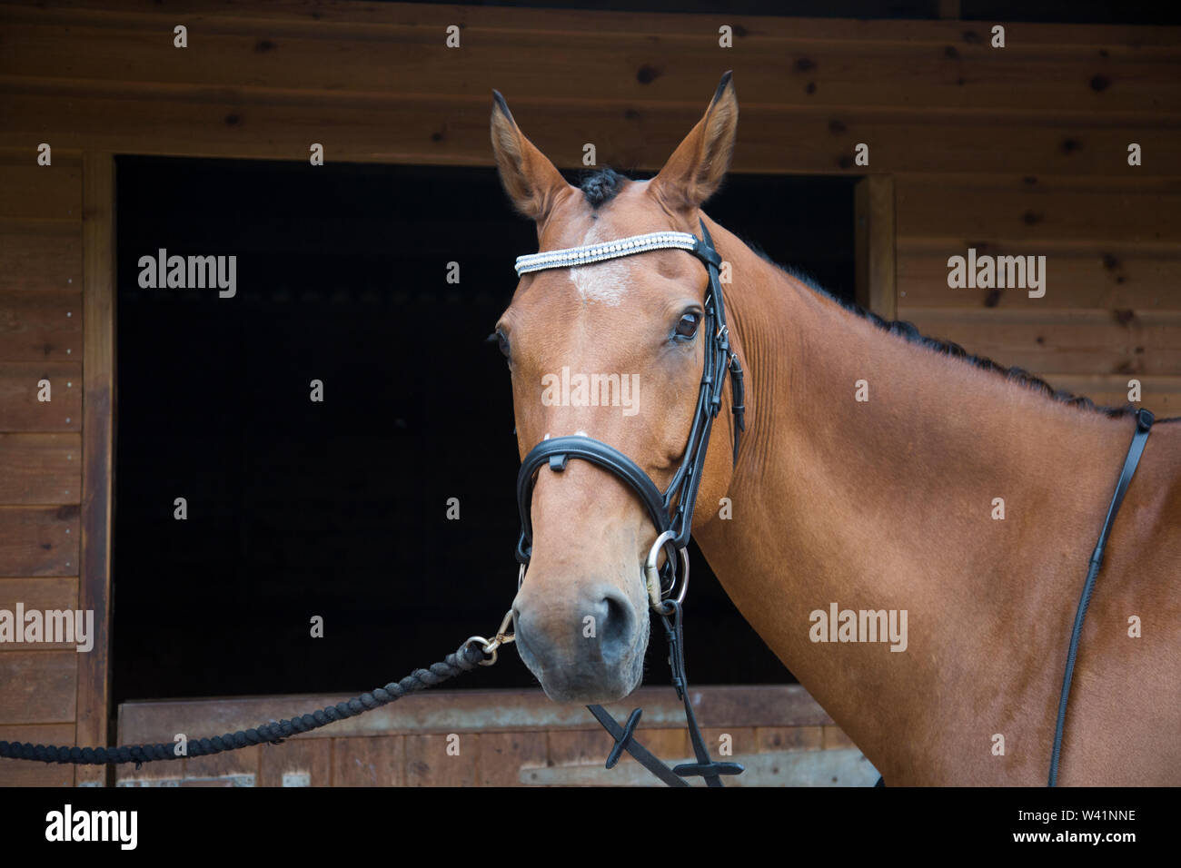 Braunes Pferd Nahaufnahmen, Pferd, braunes Pferd Stockfoto