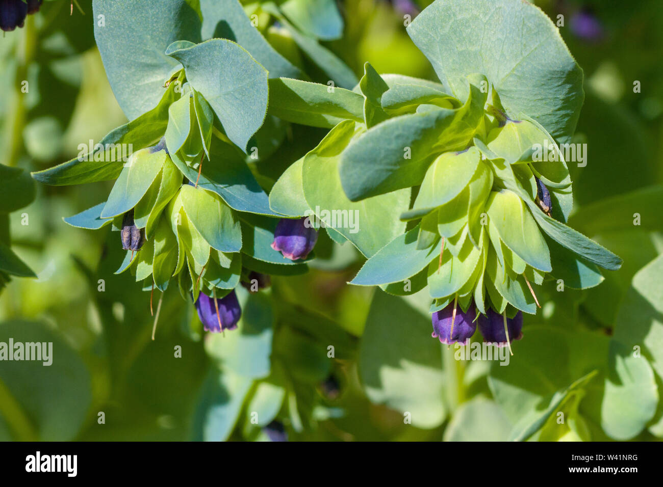 Blumen von Cerinthe major 'Purpurascens' Stockfoto