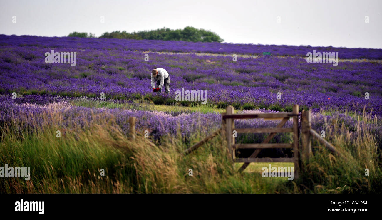 Cotswold Lavender Farm in der Nähe von Snowshill auf dem Gloucestershire und Worcestershire Grenze Stockfoto