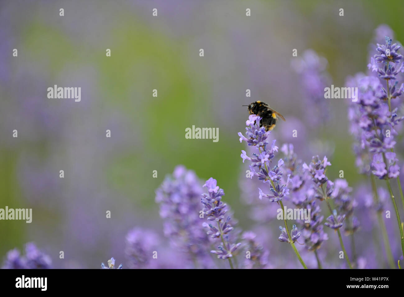 Cotswold Lavender Farm in der Nähe von Snowshill auf dem Gloucestershire und Worcestershire boarder für Touristen geöffnet für eine kurze Zeit vor der Ernte Stockfoto