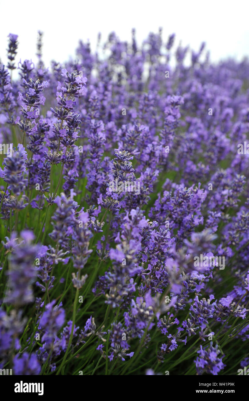 Cotswold Lavender Farm in der Nähe von Snowshill auf dem Gloucestershire und Worcestershire boarder für Touristen geöffnet für eine kurze Zeit vor der Ernte Stockfoto