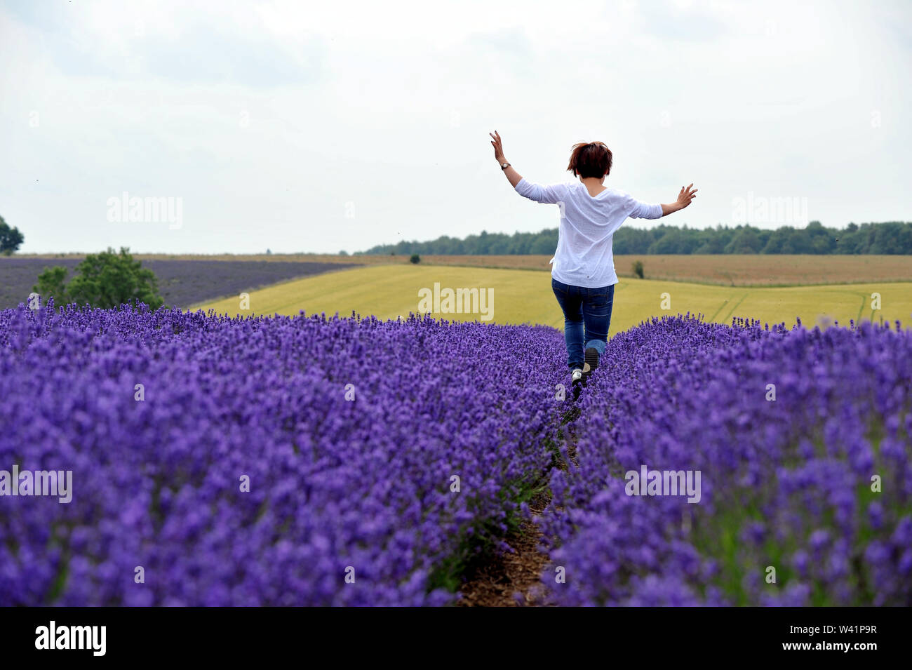 Cotswold Lavender Farm in der Nähe von Snowshill auf dem Gloucestershire und Worcestershire boarder für Touristen geöffnet für eine kurze Zeit vor der Ernte Stockfoto